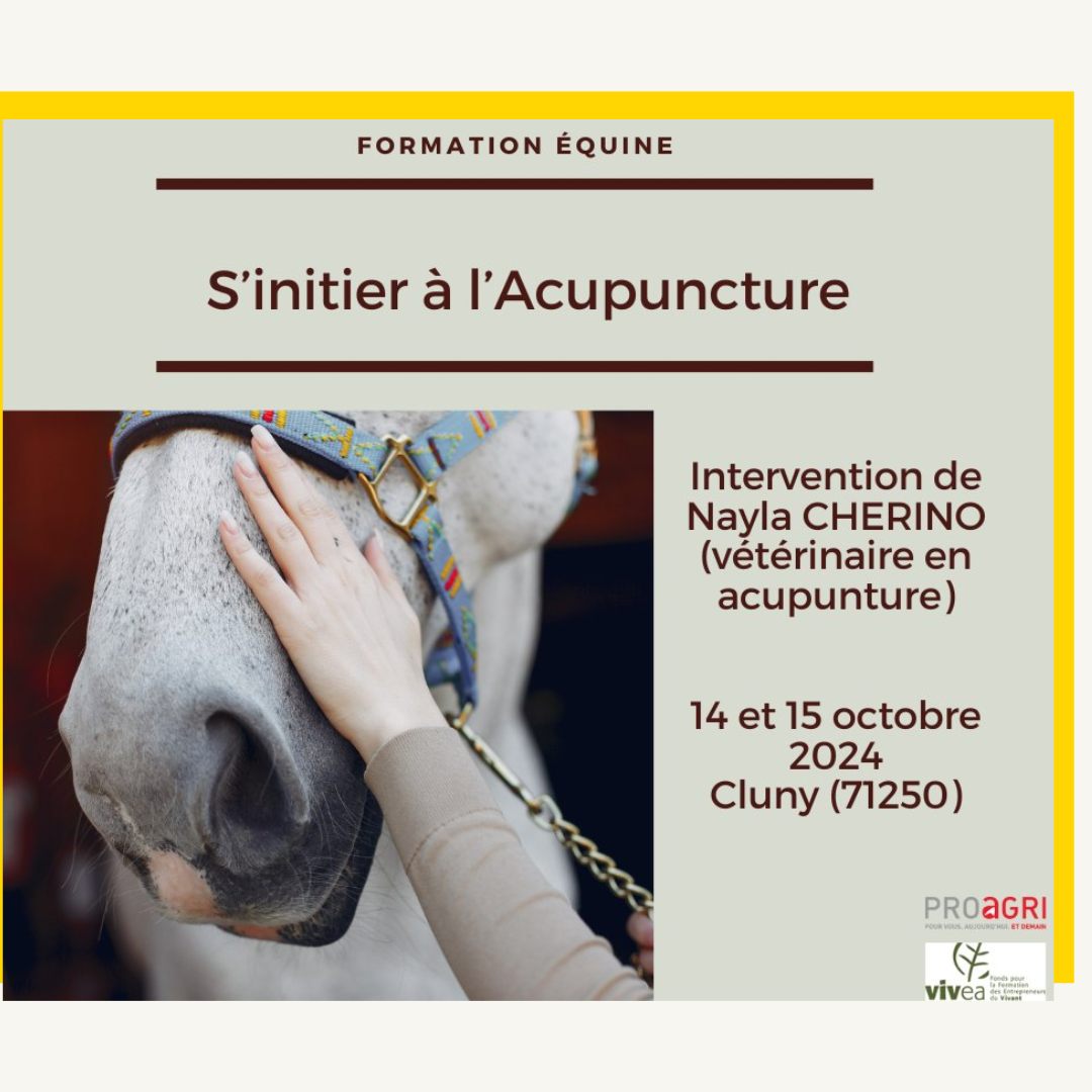 Formation : s'initier à l'acupuncture